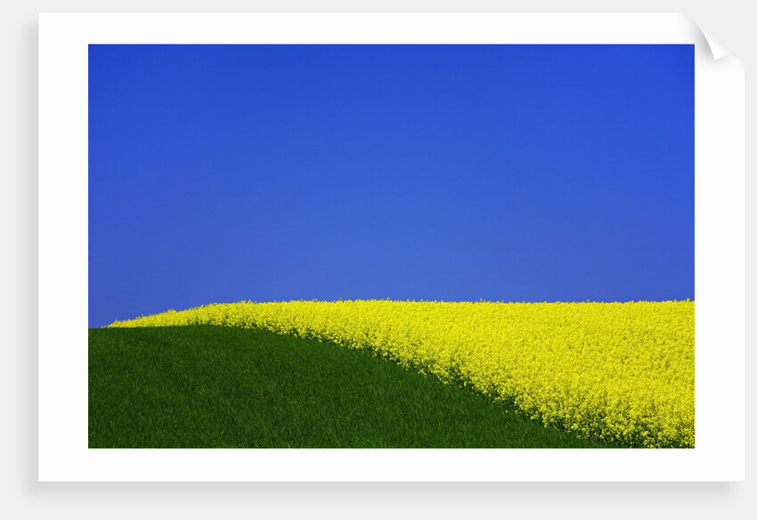 Blooming Rape Plant Field by Anonymous