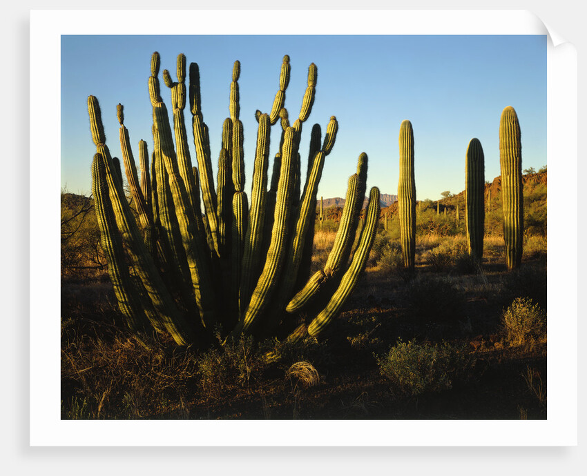 Organ Pipe Cactus by Anonymous