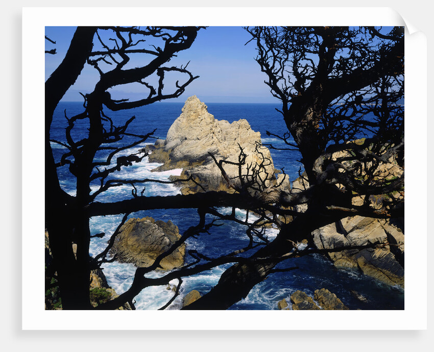 Cypress Trees at Point Lobos by Anonymous