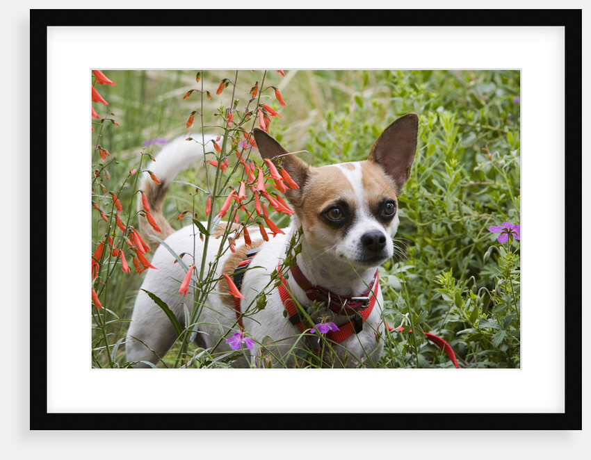 Chihuahua Dog by Anonymous