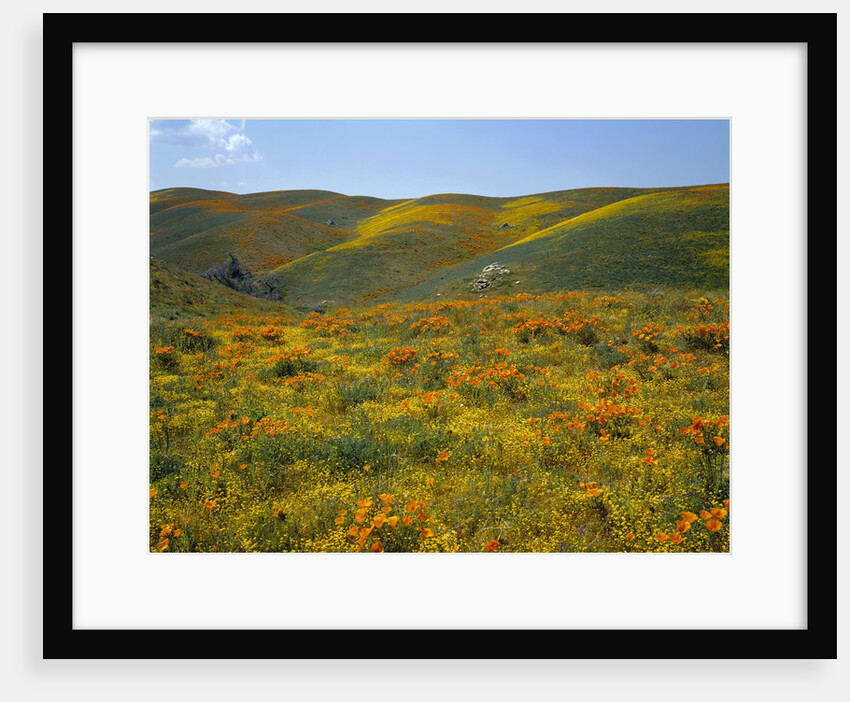 California Poppies Among Goldfields by Anonymous