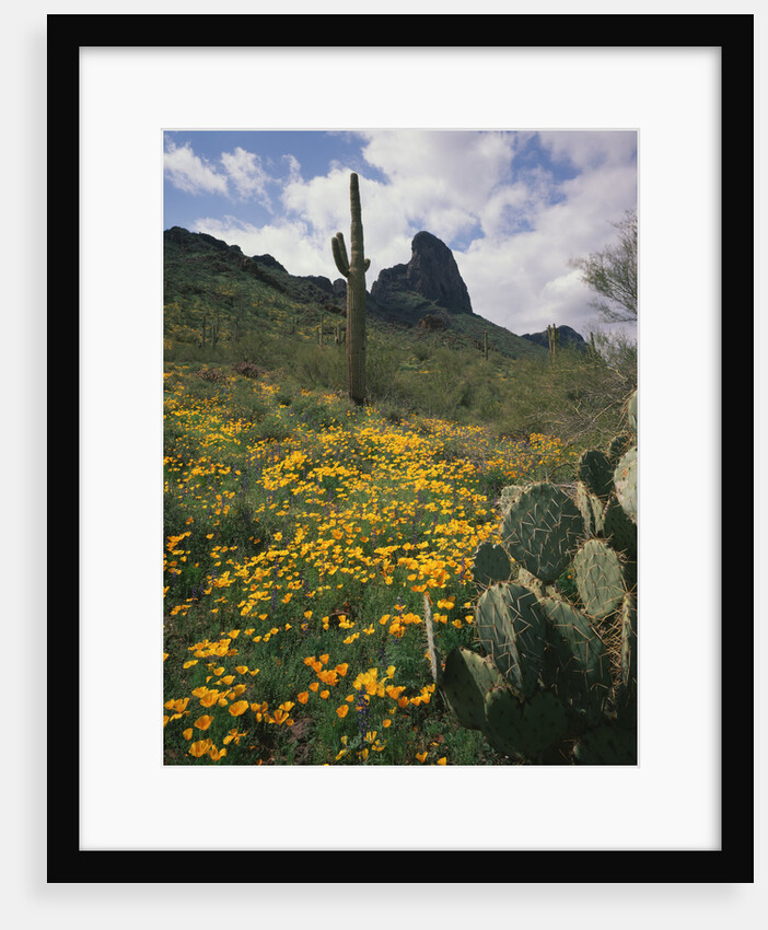 Picacho Peak State Park by Anonymous