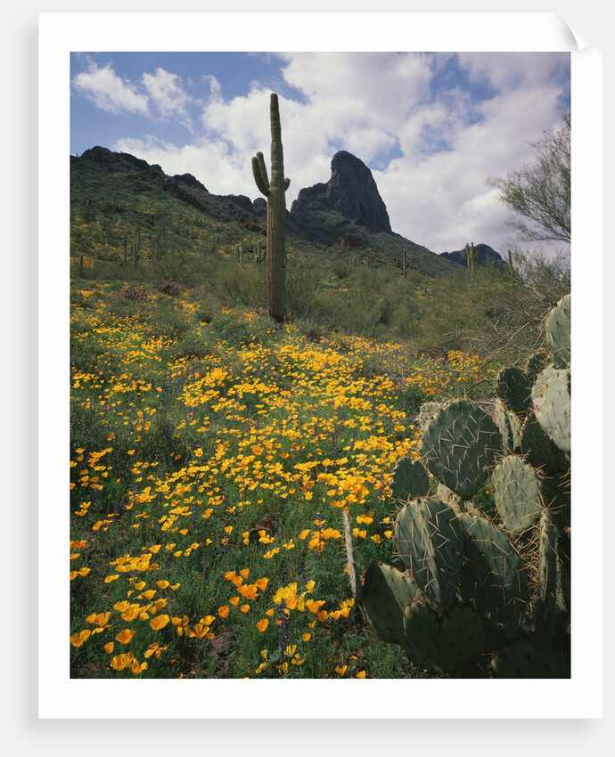 Picacho Peak State Park by Anonymous
