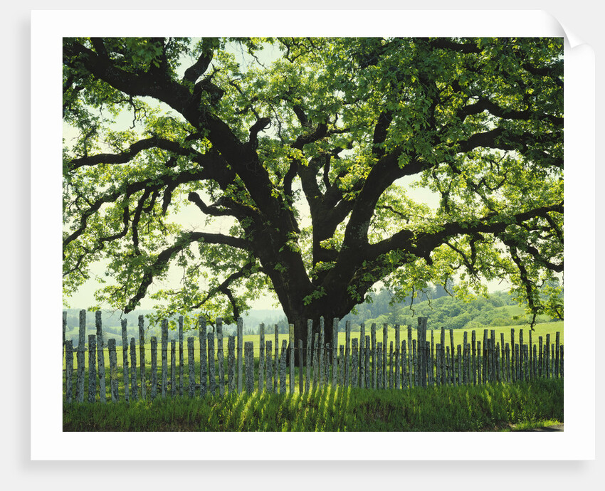 Coast Live Oak, Sonoma Coast by Anonymous