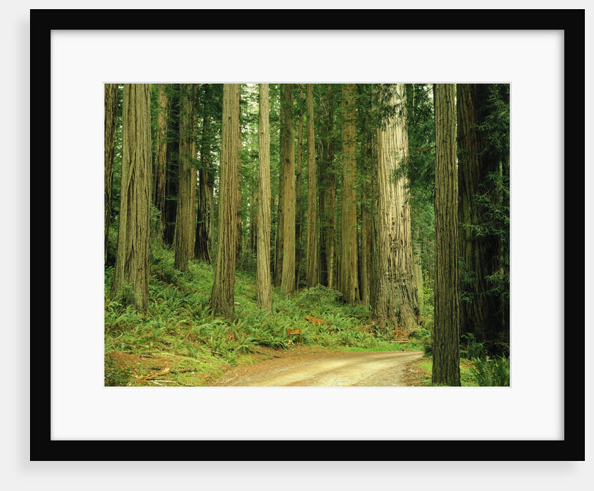 Coast Redwoods by Anonymous