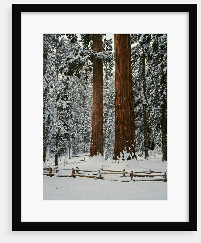 Sequoia Trees in Snow by Anonymous