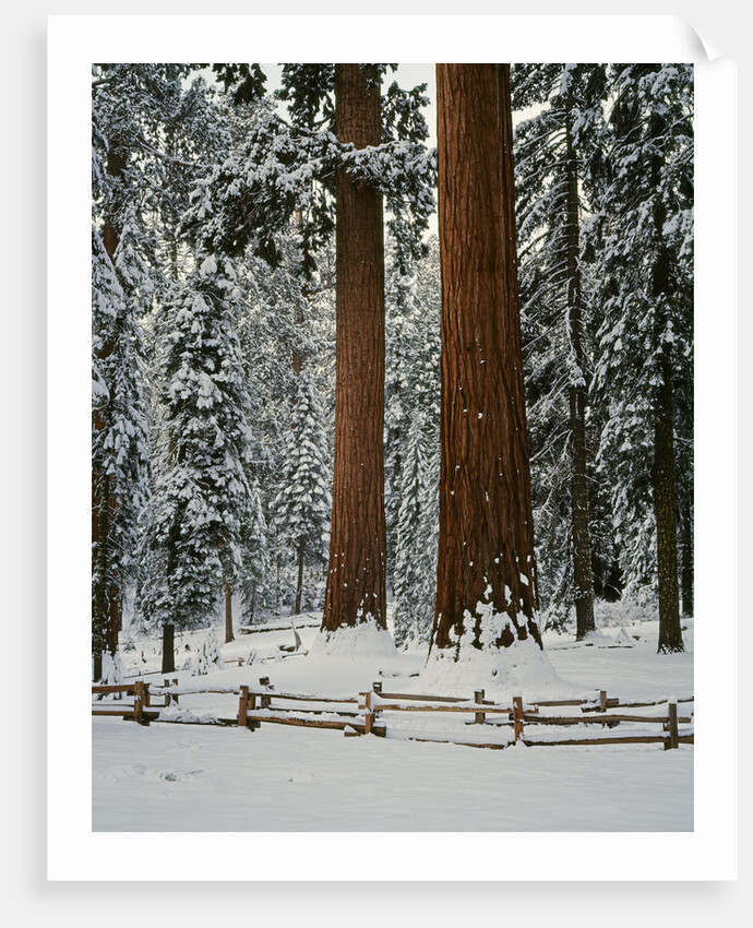 Sequoia Trees in Snow by Anonymous