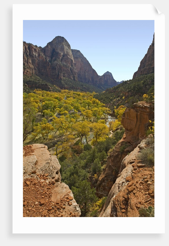 Fremont Cottonwoods at Zion National Park by Anonymous