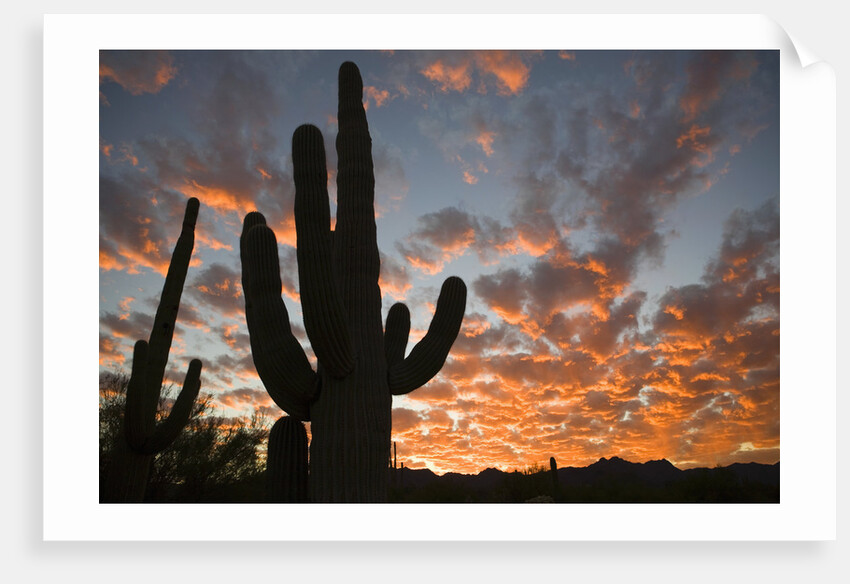 Saguaros at sunset by Anonymous