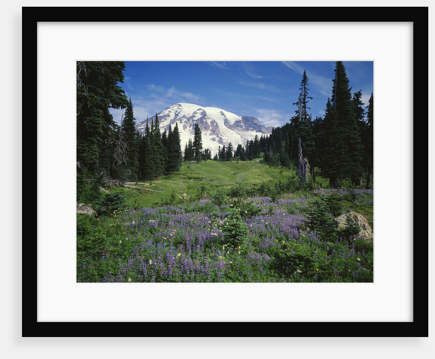 Paradise Meadow, Mount Rainier National Park by Anonymous