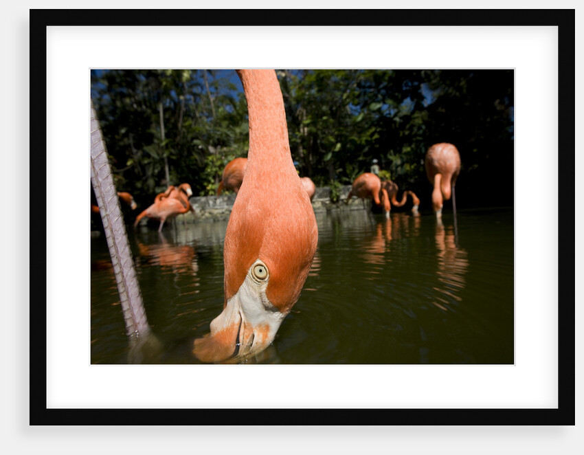 American Flamingos at Ardastra Gardens, Zoo, and Conservation Center by Anonymous