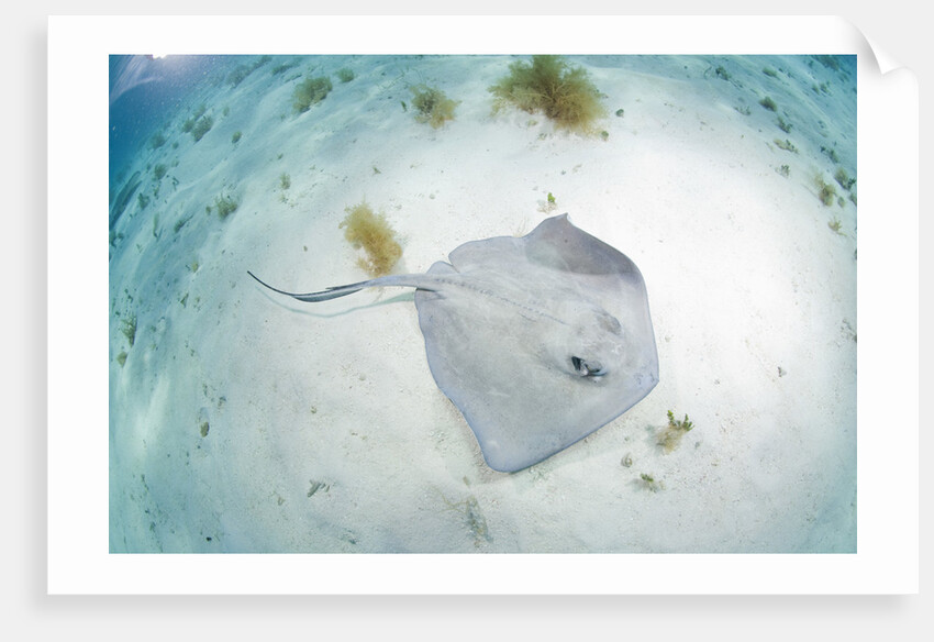 Southern Stingray at Stingray City by Anonymous