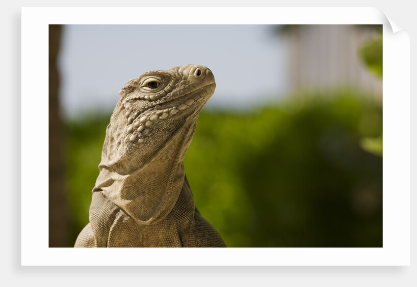 Lesser Caymans Iguana by Anonymous