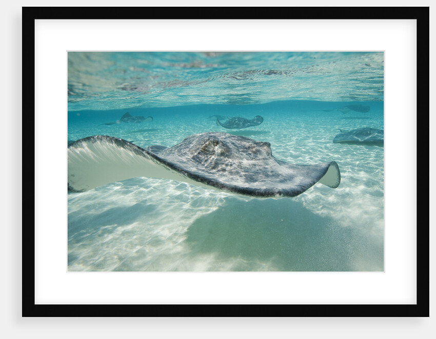 Southern Stingrays at Stingray City by Anonymous