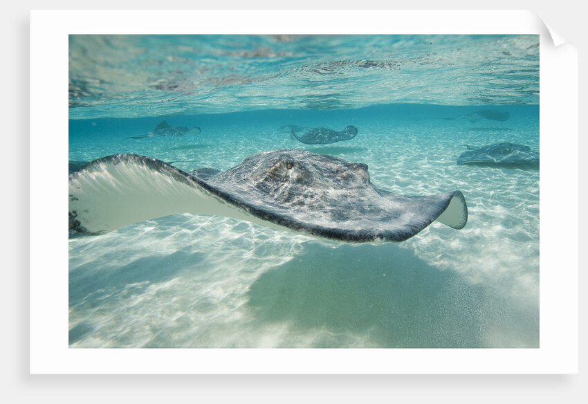 Southern Stingrays at Stingray City by Anonymous