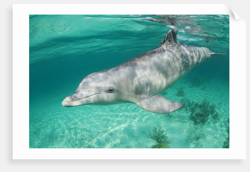 Bottlenosed Dolphin at UNEXSO Dive Site by Anonymous