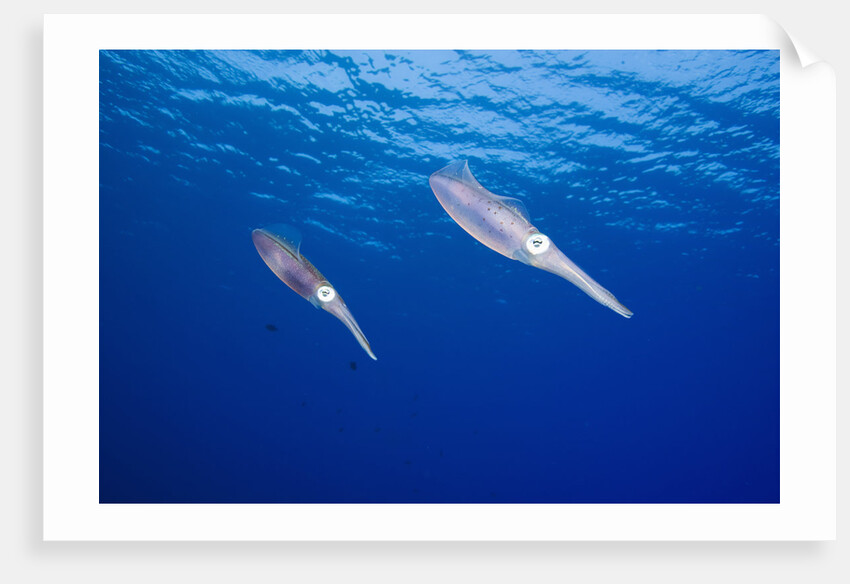 Caribbean Reef Squid by Anonymous