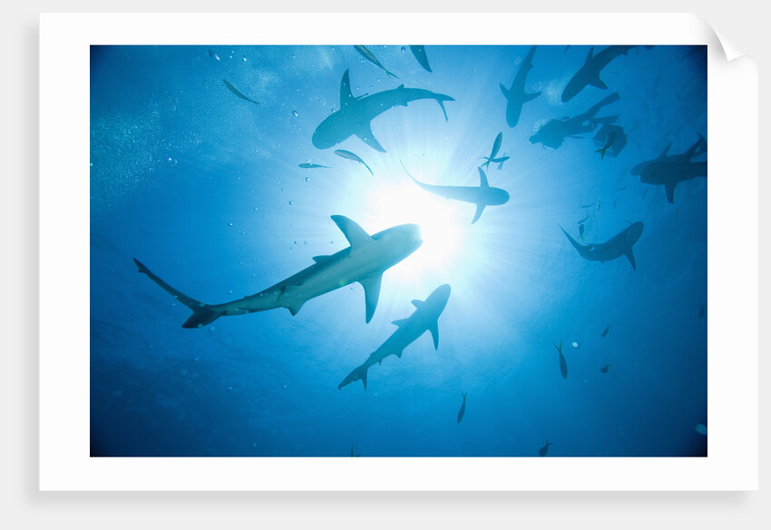 Scuba Diver and Caribbean Reef Sharks at Stuart Cove's Dive Site by Anonymous