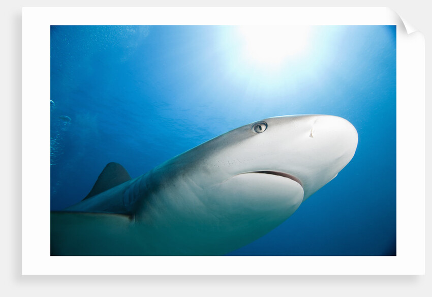 Caribbean Reef Shark by Anonymous