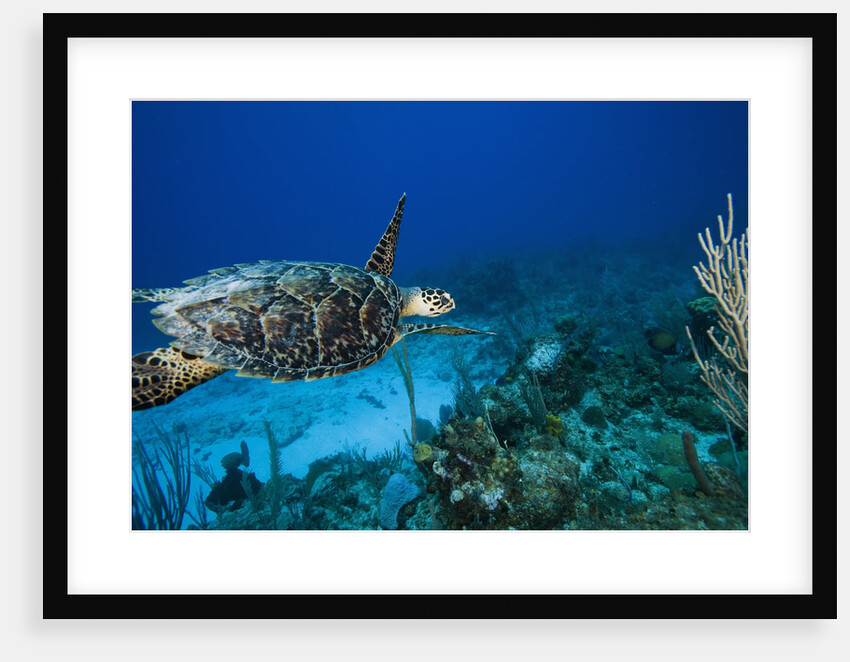Hawksbill Turtle Swimming above Reef by Anonymous