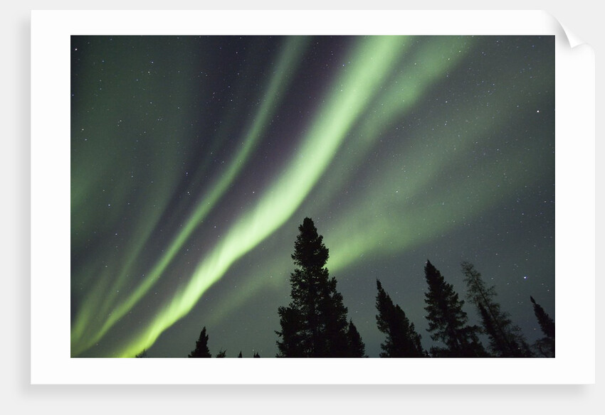 Northern Lights over Boreal Forest by Anonymous