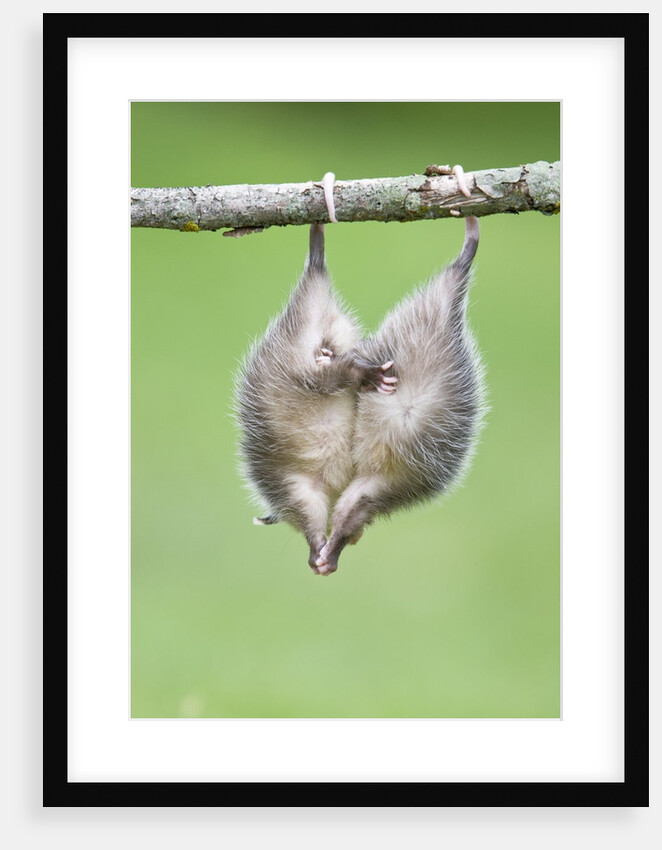 Baby Opossum Hanging from Branch by Anonymous