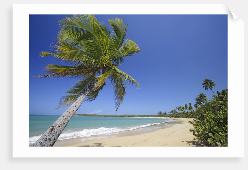 Tres Palmitas Beach by Anonymous