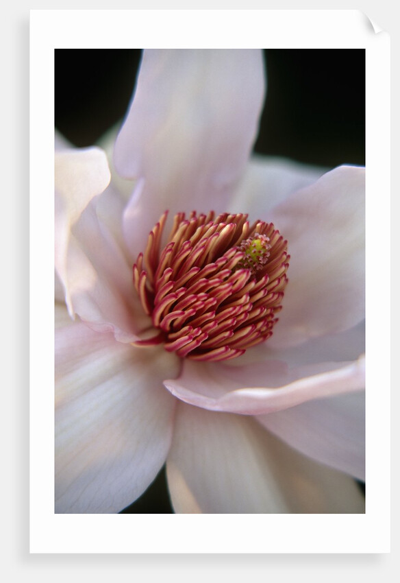 Pink Tulip Tree Blossom by Anonymous