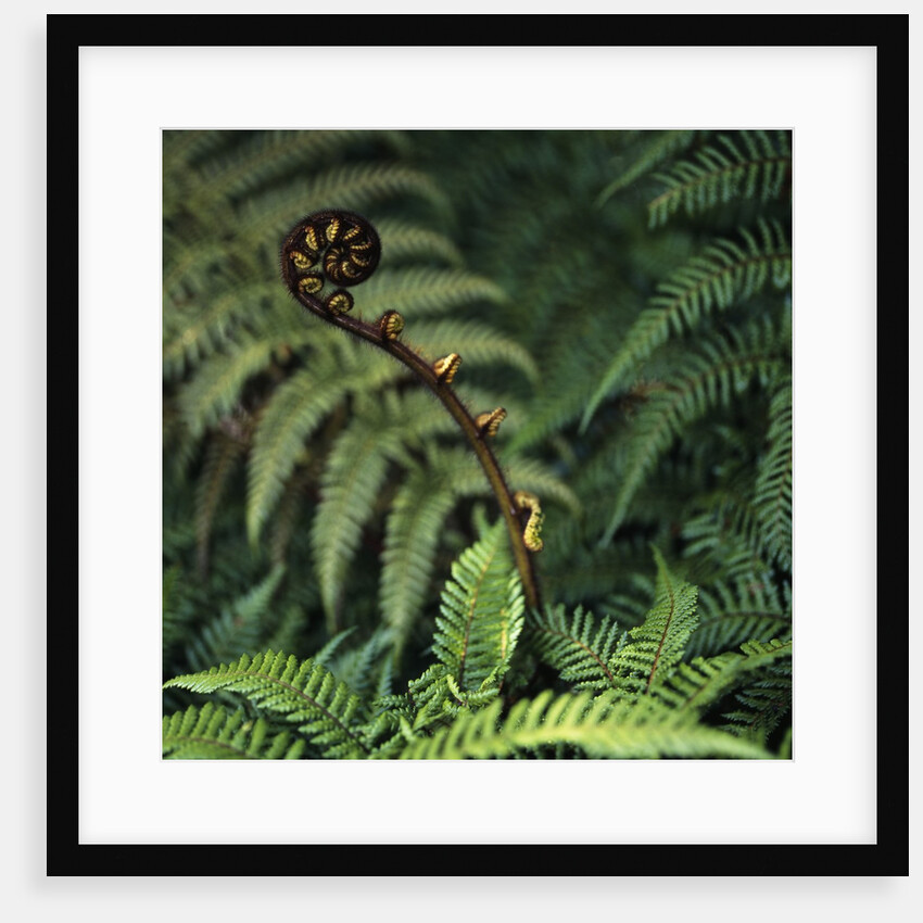 Caterpillars on a Fern by Anonymous