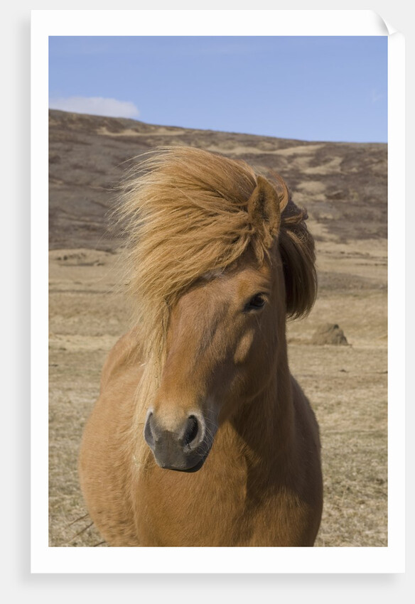 Icelandic Horse on the Snaefellsnes Peninsula by Anonymous