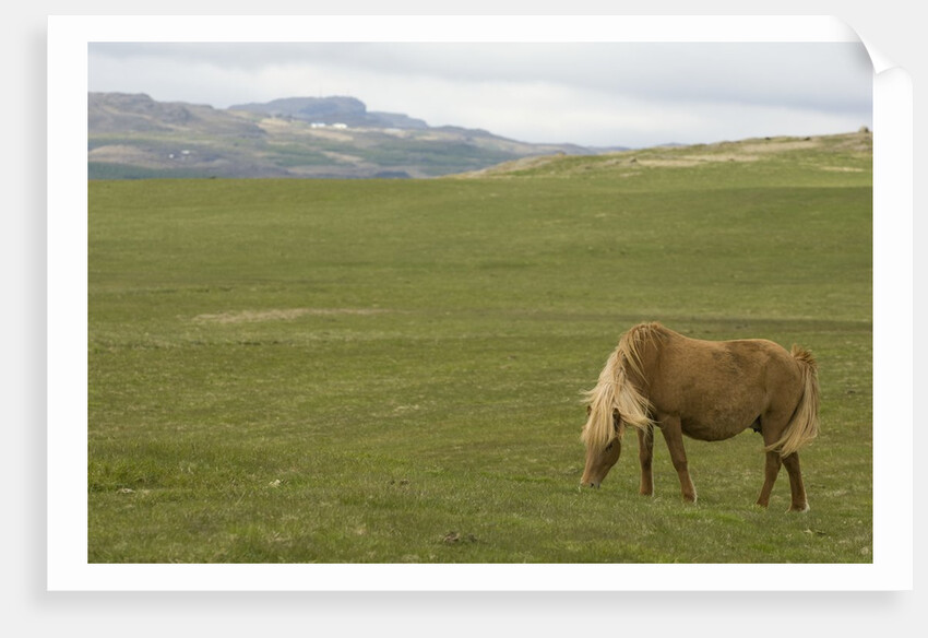 Icelandic Horse Grazing Near Lagarfljot Lake by Anonymous