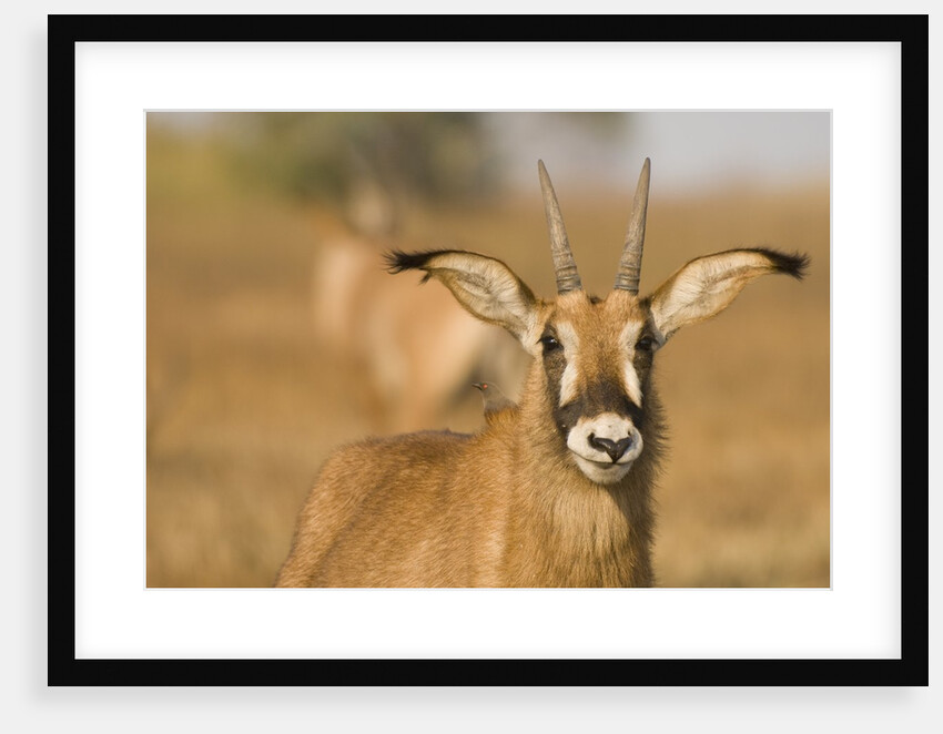 Roan Antelope in Zambia by Anonymous