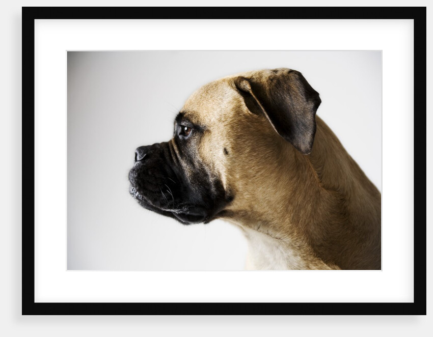 Boxer Dog by Anonymous
