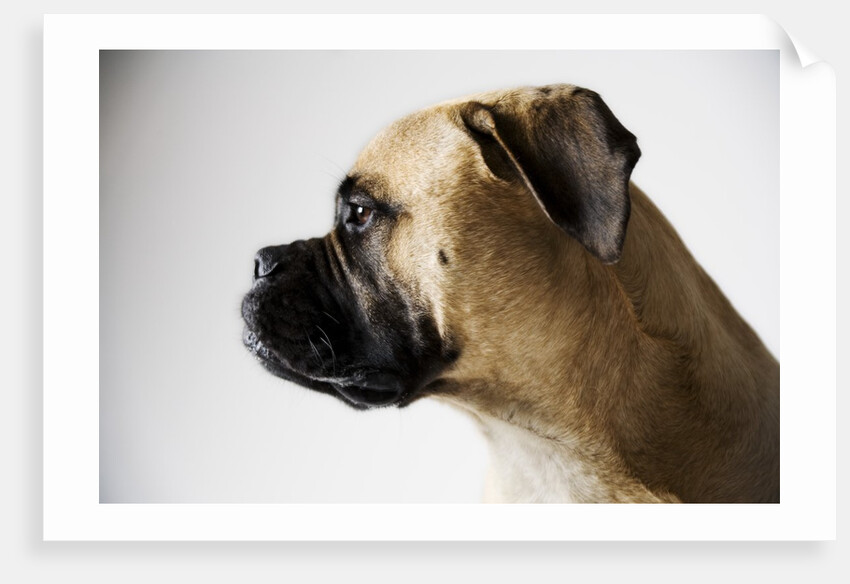 Boxer Dog by Anonymous