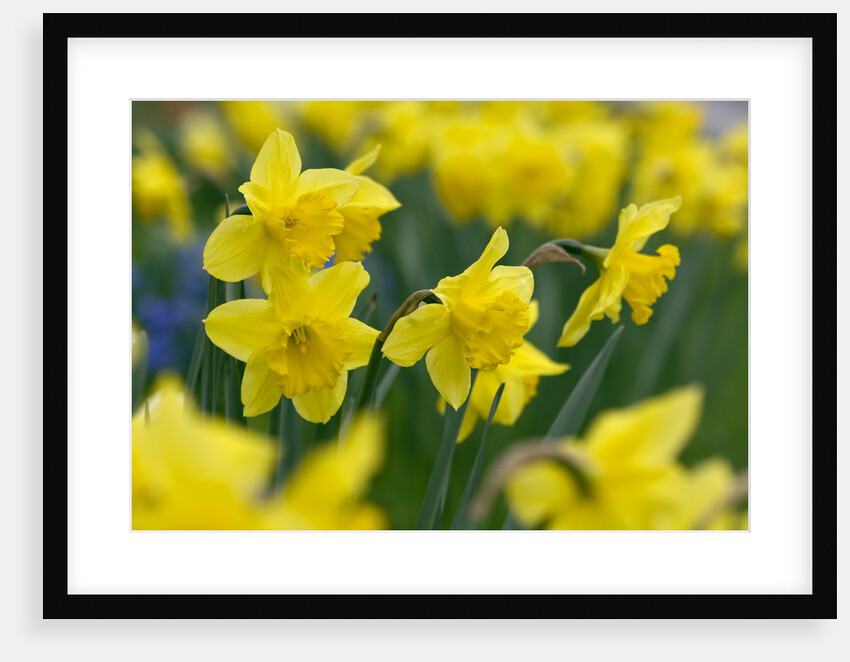 Yellow Daffodils by Anonymous