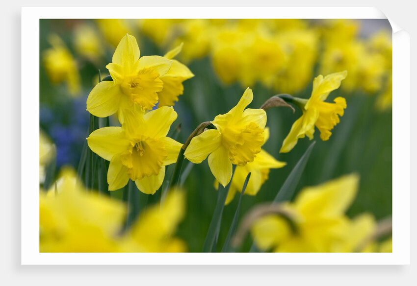 Yellow Daffodils by Anonymous