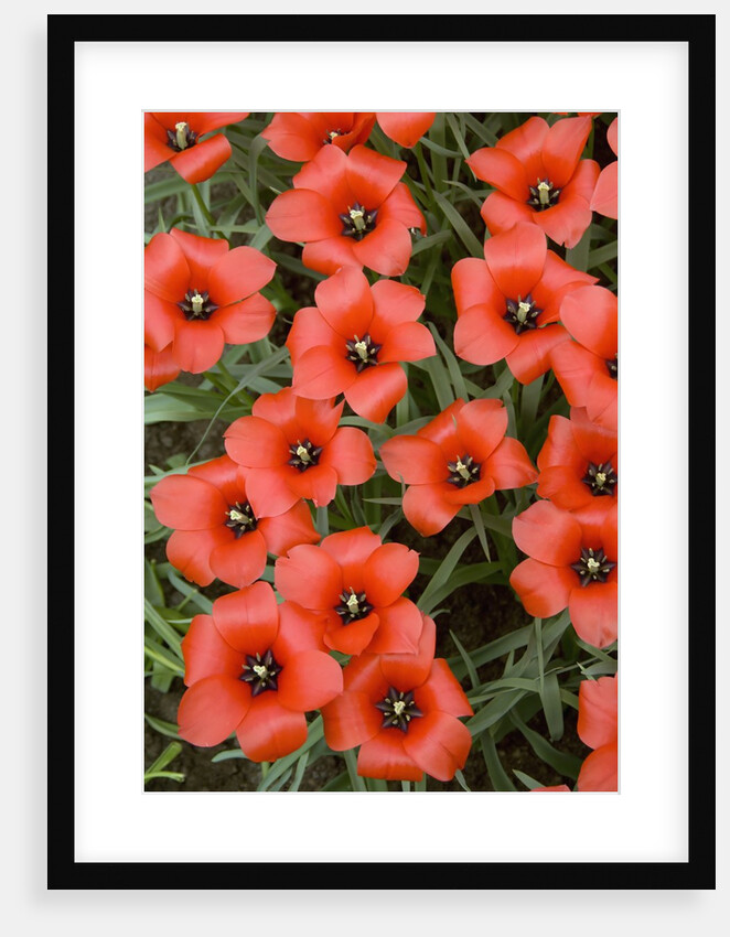 Top View of Red Tulips by Anonymous