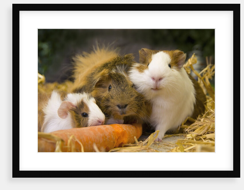 Guinea Pigs With Carrot by Anonymous