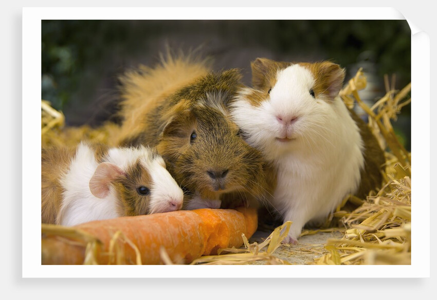 Guinea Pigs With Carrot by Anonymous