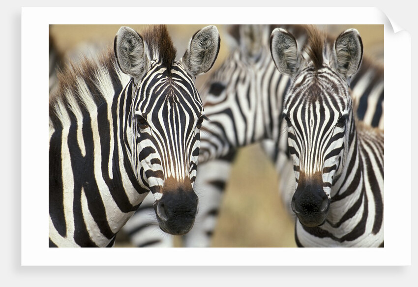 Zebras in Masai Mara National Reserve by Anonymous
