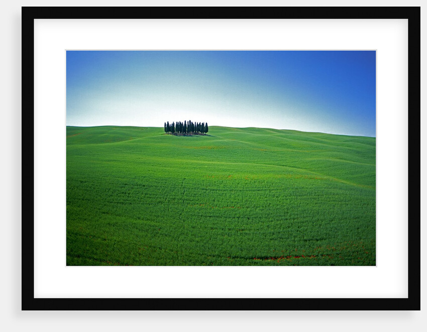 Coppice of Trees on Green Fields in Tuscany by Anonymous