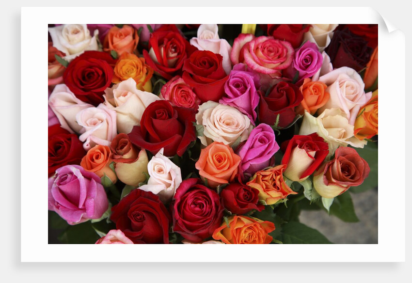 Roses for Sale at Flower Market by Anonymous