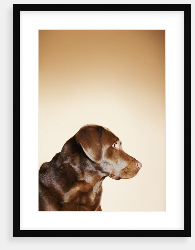 Profile of Chocolate Labrador by Anonymous