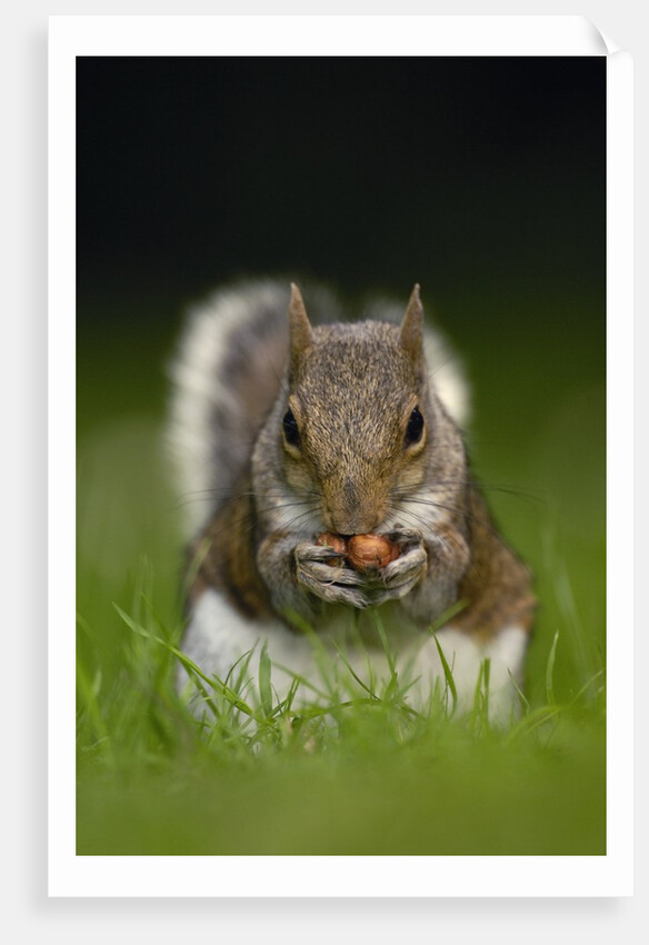 Gray Squirrel Holding Hazelnuts by Anonymous