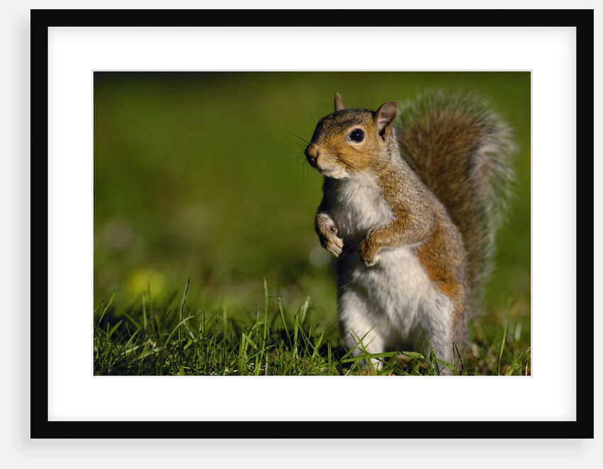 Alert Gray Squirrel by Anonymous