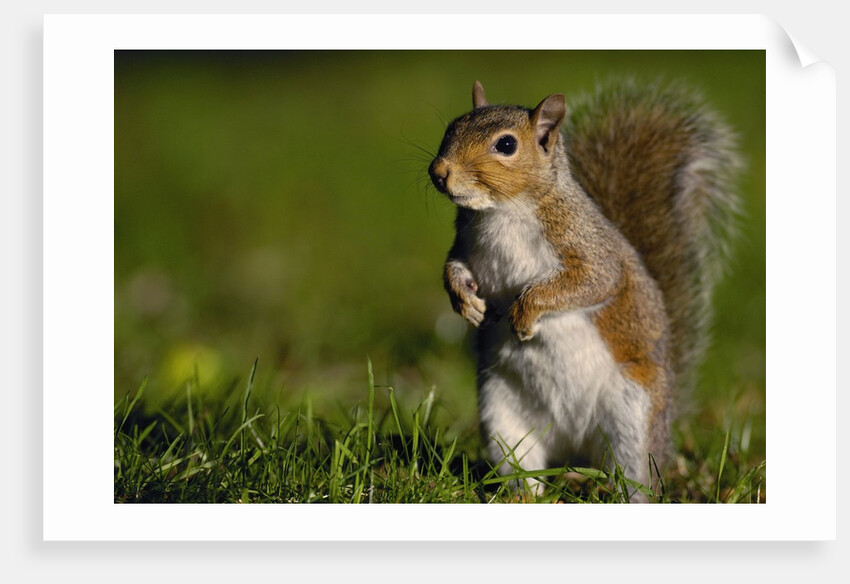 Alert Gray Squirrel by Anonymous