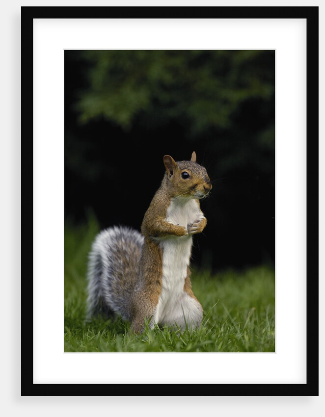 Alert Gray Squirrel by Anonymous