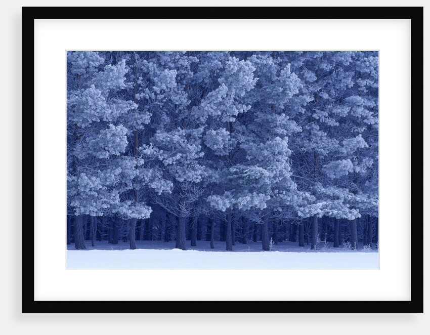 Scots Pines in Winter by Anonymous