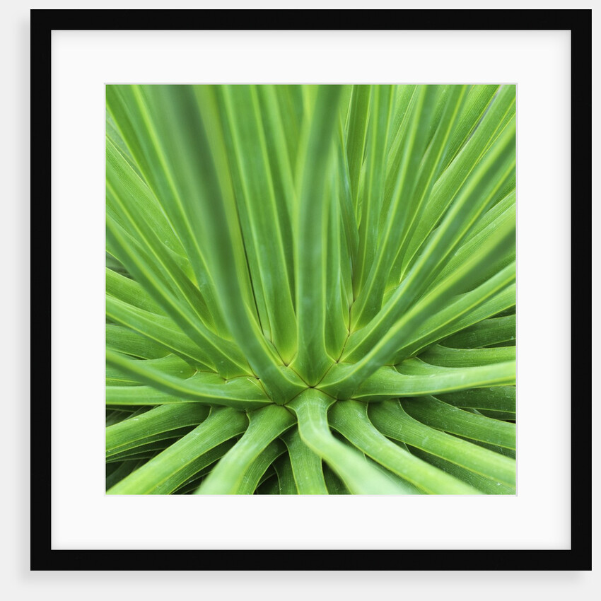 Agave Stricta by Anonymous