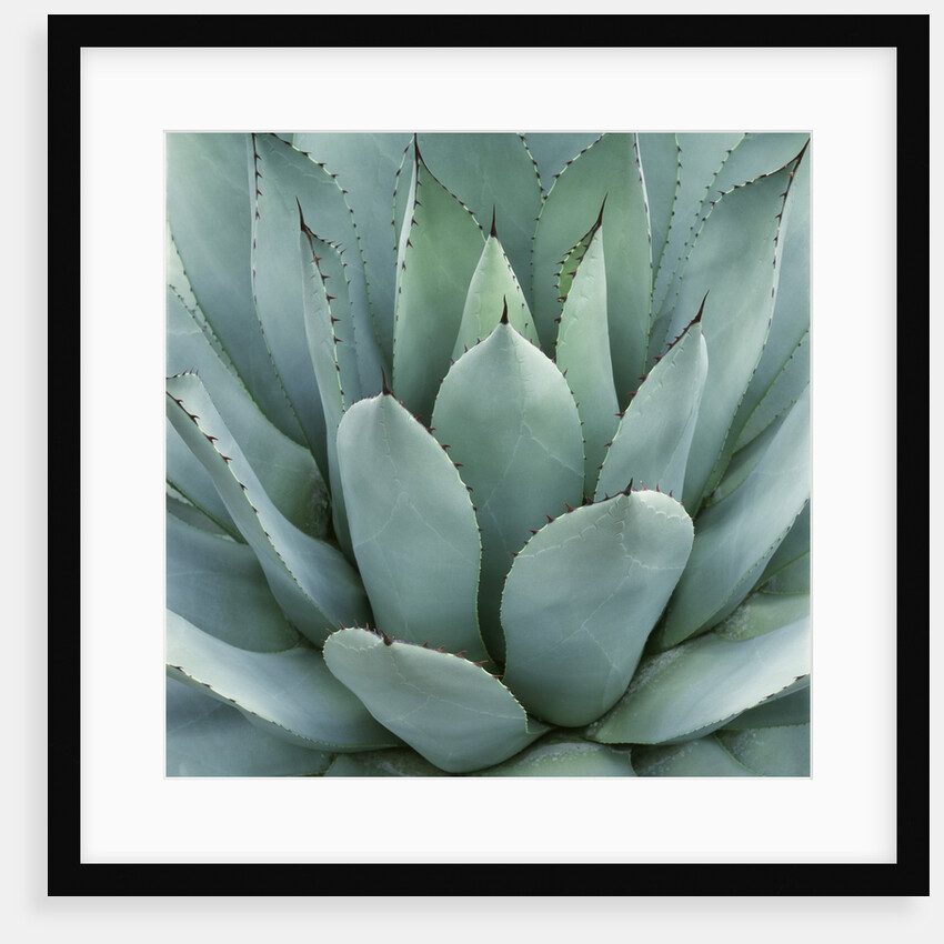 Agave Plant by Anonymous